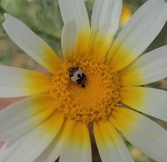 Anthrenus isabellinus
