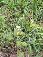 Alliaria petiolata