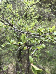 Prunus spinosa
