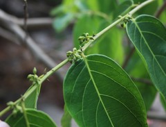 Glochidion zeylanicum