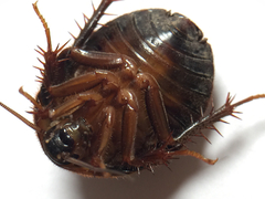 Eupolyphaga sinensis