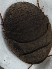 Eupolyphaga sinensis