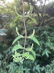 Lonicera hypoglauca