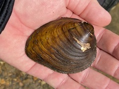 Fusconaia subrotunda