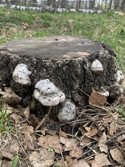 Fomes fomentarius