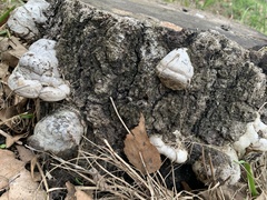 Fomes fomentarius