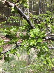 Crataegus monogyna
