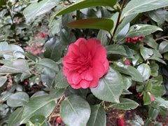 Angiospermae
