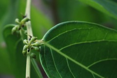 Glochidion zeylanicum