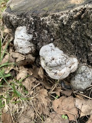 Fomes fomentarius