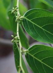 Glochidion zeylanicum