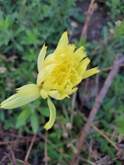 Pyrrhopappus grandiflorus