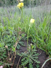 Pyrrhopappus grandiflorus