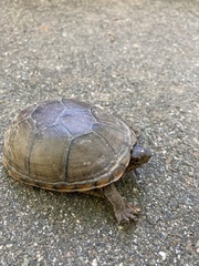 Kinosternon subrubrum