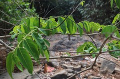 Glochidion zeylanicum