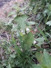 Lamium album