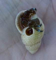 Nassarius perpinguis