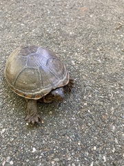 Kinosternon subrubrum