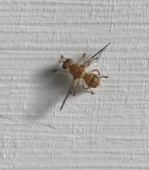 Zeugodacus cucurbitae