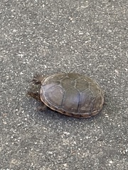 Kinosternon subrubrum