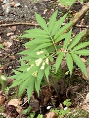 Cardamine kitaibelii