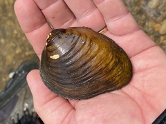 Fusconaia subrotunda