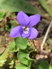 Viola riviniana