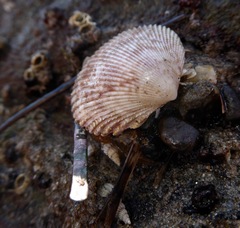 Dallocardia quadragenaria