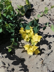 Cissampelos capensis