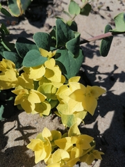 Cissampelos capensis