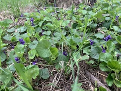 Viola odorata