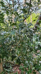 Ilex aquifolium