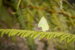 Cyanophrys pseudolongula