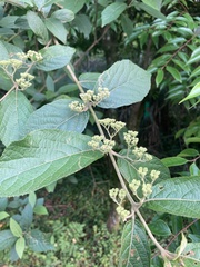 Callicarpa tikusikensis