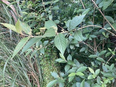 Callicarpa tikusikensis