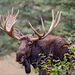 Moose - Photo (c) Tim Lumley, some rights reserved (CC BY-NC-ND)