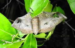 Holocerina smilax
