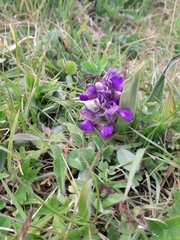 Anacamptis morio