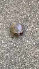 Kinosternon subrubrum