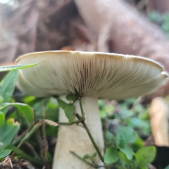 Macrocybe