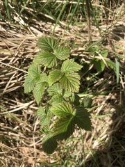 Rubus