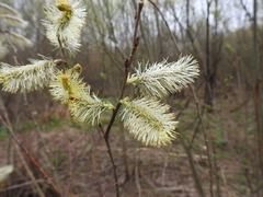 Salix