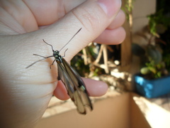 Episcada hymenaea hymenaea