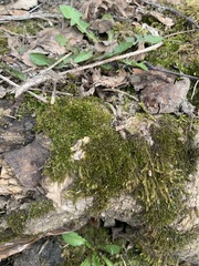 Bryopsida