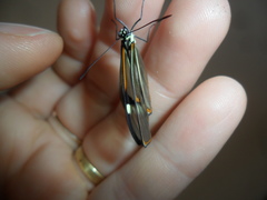 Episcada hymenaea hymenaea
