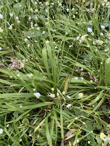 Few-flowered Leek