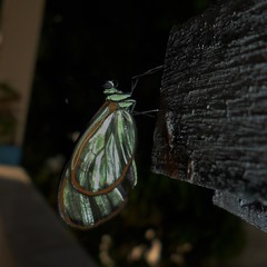Episcada hymenaea hymenaea