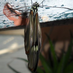 Episcada hymenaea hymenaea