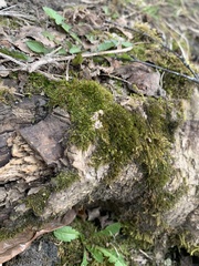 Bryopsida