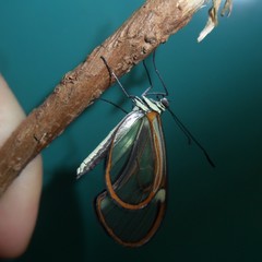 Episcada hymenaea hymenaea